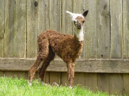 4th cria